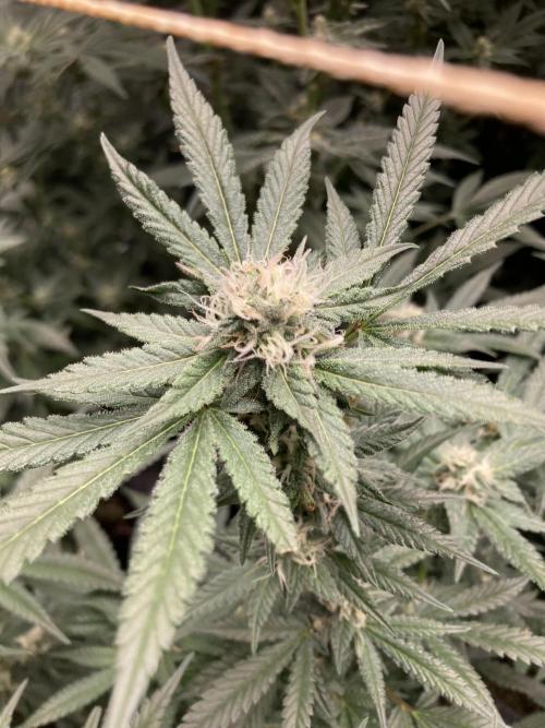 BlackCherry Punch (In House Genetics). Week 14