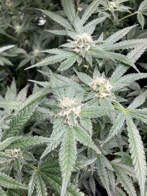 BlackCherry Punch (In House Genetics). Week 14