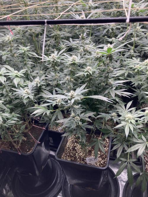 BlackCherry Punch (In House Genetics). Week 14