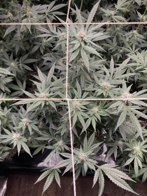 BlackCherry Punch (In House Genetics). Week 14