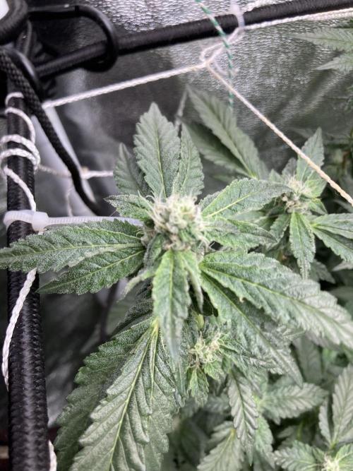 Chrome Dome Clone (Compound Genetics). Week 6