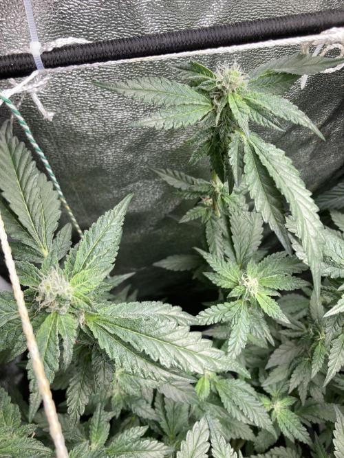 Chrome Dome Clone (Compound Genetics). Week 6
