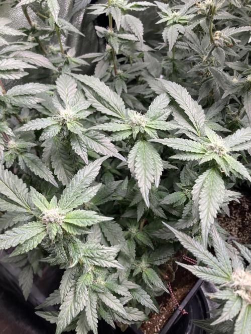 Chrome Dome Clone (Compound Genetics). Week 6