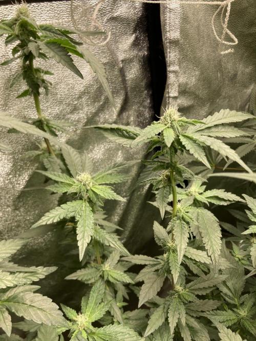 Chrome Dome Clone (Compound Genetics). Week 6