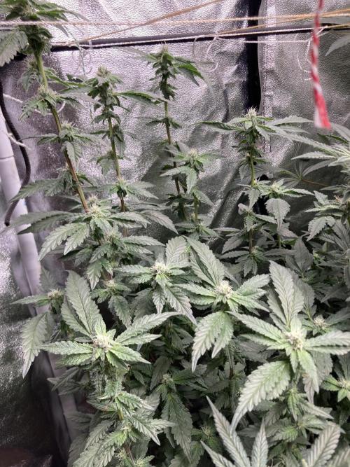 Chrome Dome Clone (Compound Genetics). Week 6