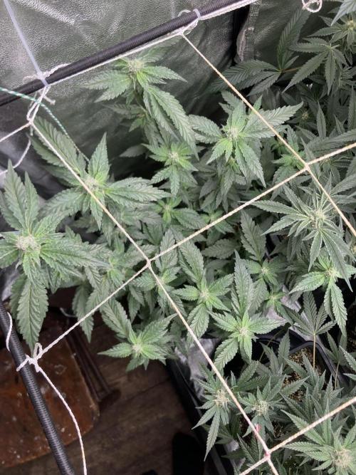 Chrome Dome Clone (Compound Genetics). Week 6