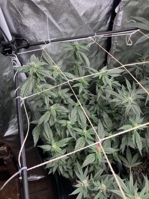 Chrome Dome Clone (Compound Genetics). Week 6