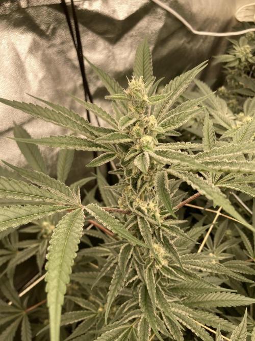 Atomic Jelly (In House Genetics). Week 14