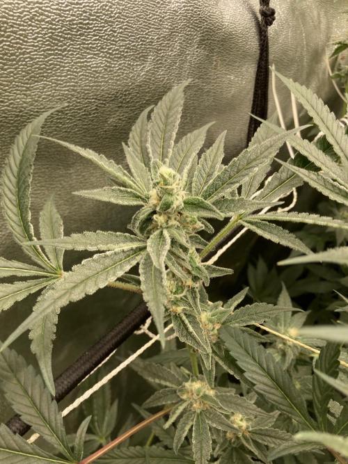 Atomic Jelly (In House Genetics). Week 14