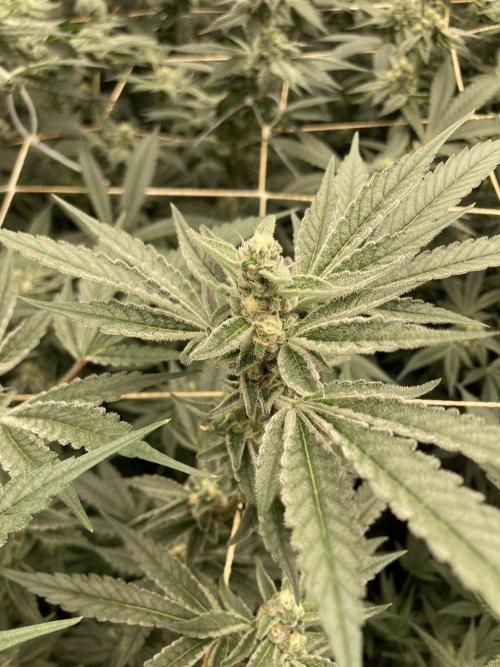 Atomic Jelly (In House Genetics). Week 14