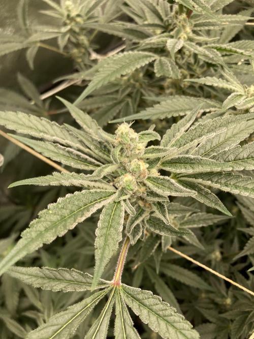 Atomic Jelly (In House Genetics). Week 14