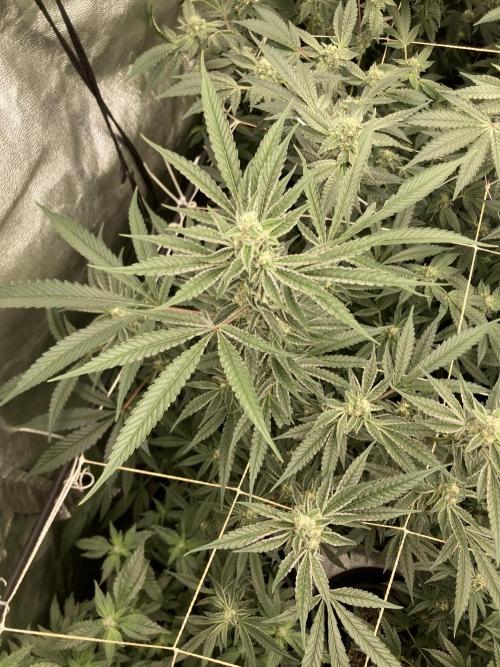 Atomic Jelly (In House Genetics). Week 14