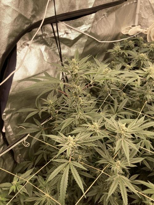 Atomic Jelly (In House Genetics). Week 14
