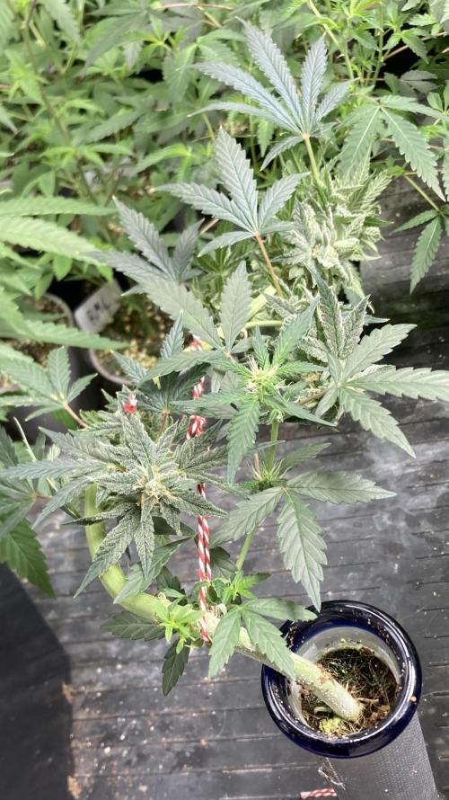Double Smile (Mephisto Genetics). Week 9