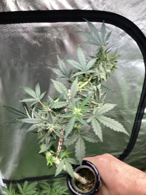 Double Smile (Mephisto Genetics). Week 9