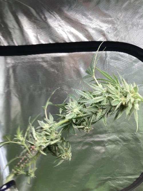 Double Smile (Mephisto Genetics). Week 9