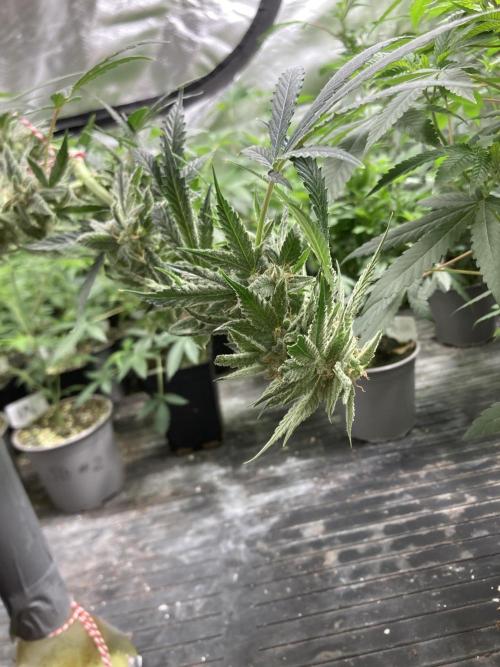 Double Smile (Mephisto Genetics). Week 9