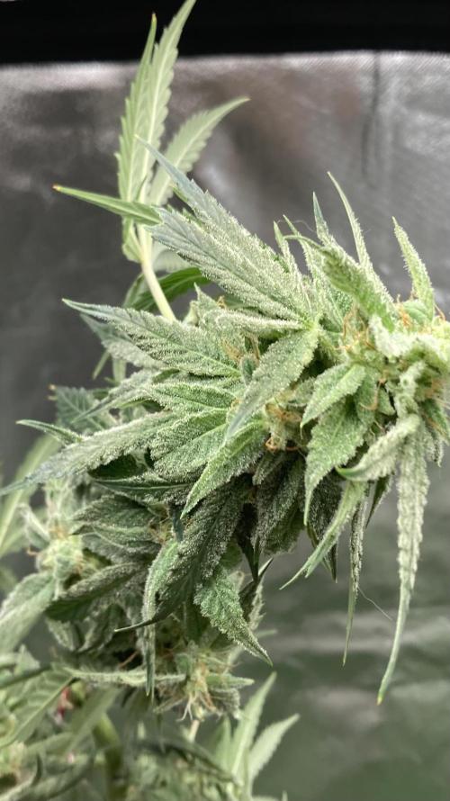Double Smile (Mephisto Genetics). Week 9