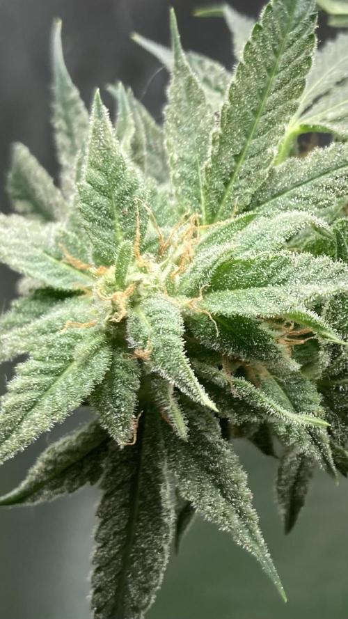 Double Smile (Mephisto Genetics). Week 9