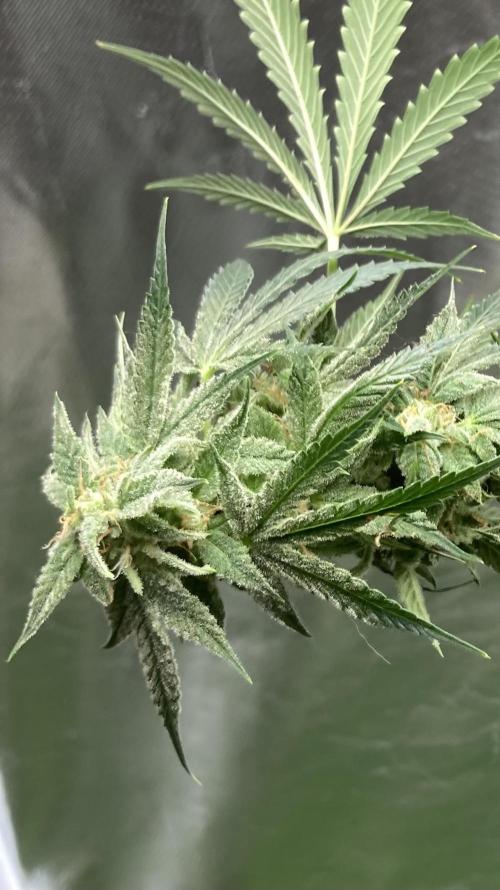 Double Smile (Mephisto Genetics). Week 9