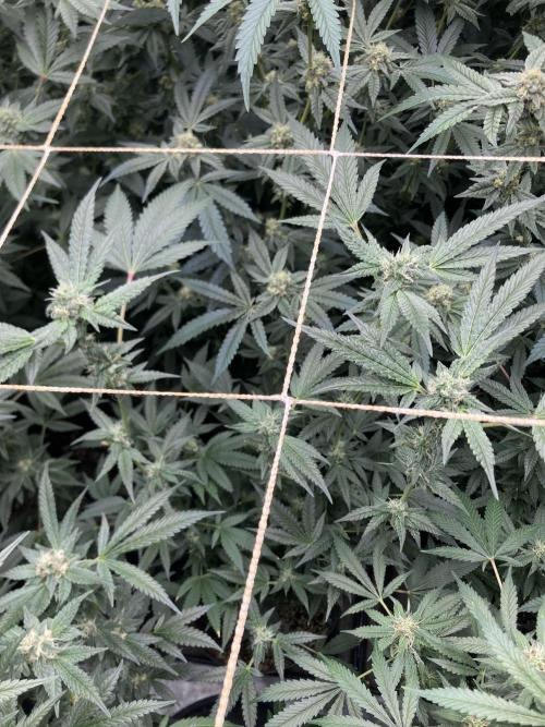 Rainbow Marker Clones (Lit Farms). Week 7