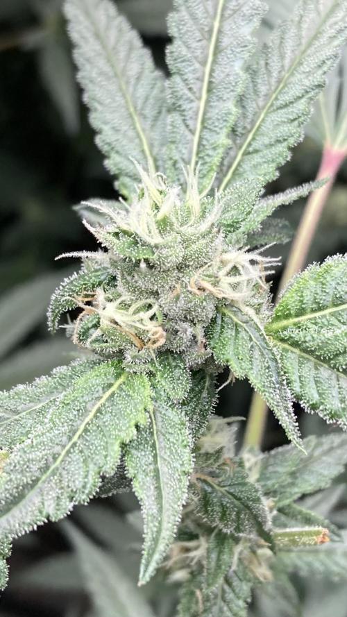 Rainbow Marker Clones (Lit Farms). Week 7