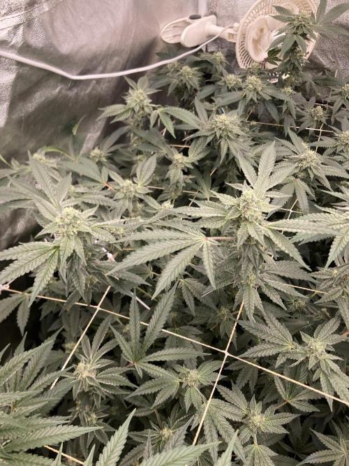 Rainbow Marker Clones (Lit Farms). Week 7
