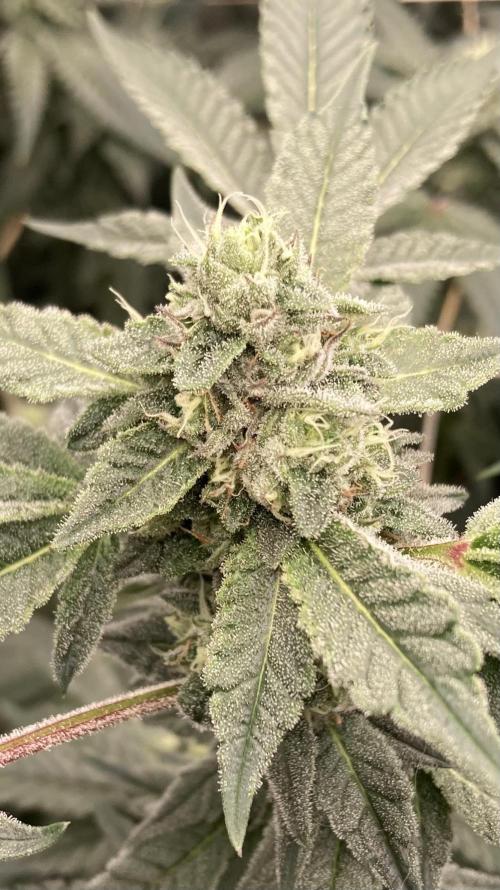 Rainbow Marker Clones (Lit Farms). Week 7