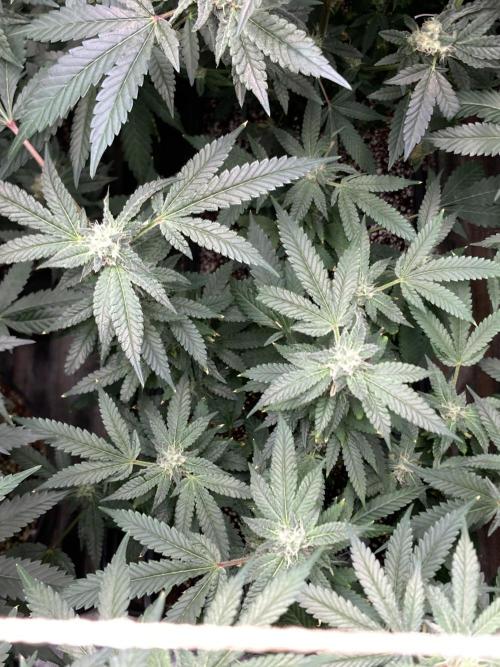 Rainbow Marker Clones (Lit Farms). Week 7
