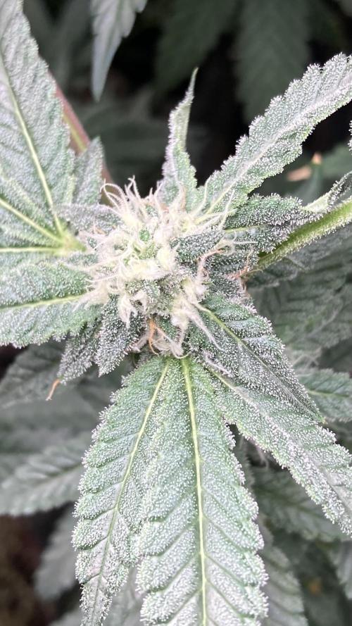 Rainbow Marker Clones (Lit Farms). Week 7