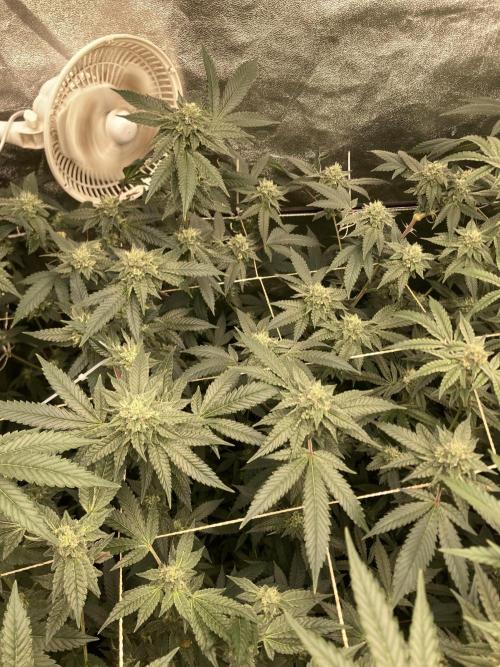 Rainbow Marker Clones (Lit Farms). Week 7