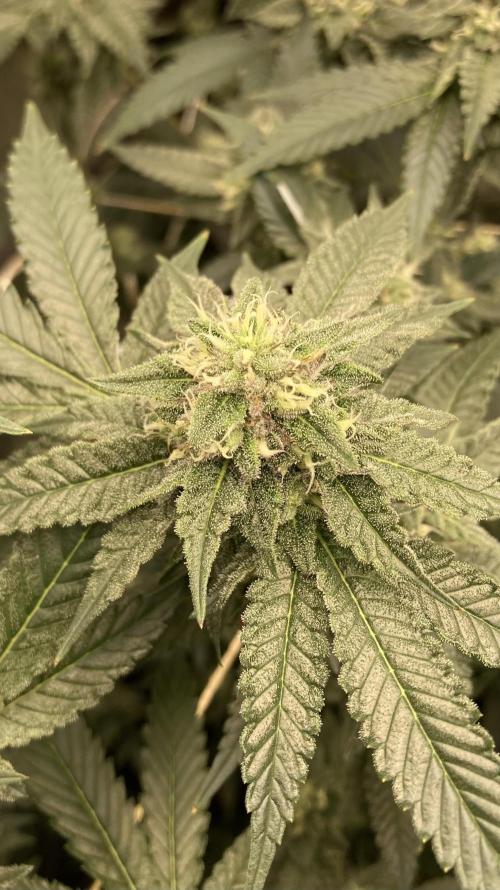 Rainbow Marker Clones (Lit Farms). Week 7