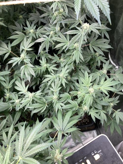 Rainbow Marker Clones (Lit Farms). Week 7