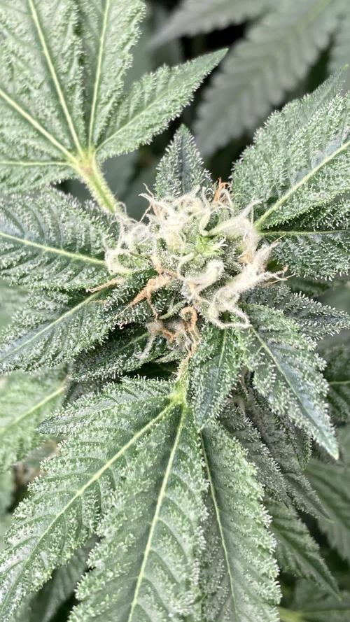 Rainbow Marker Clones (Lit Farms). Week 7