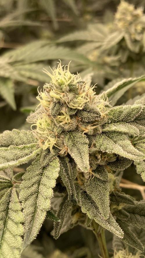 Zoy Sauce Clones (my Cut). Week 7