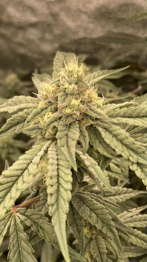 Zoy Sauce Clones (my Cut). Week 7