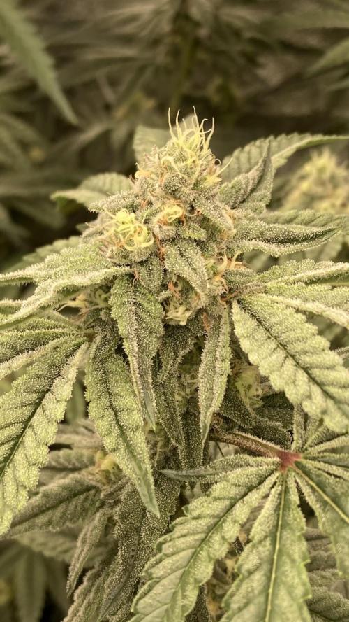 Zoy Sauce Clones (my Cut). Week 7