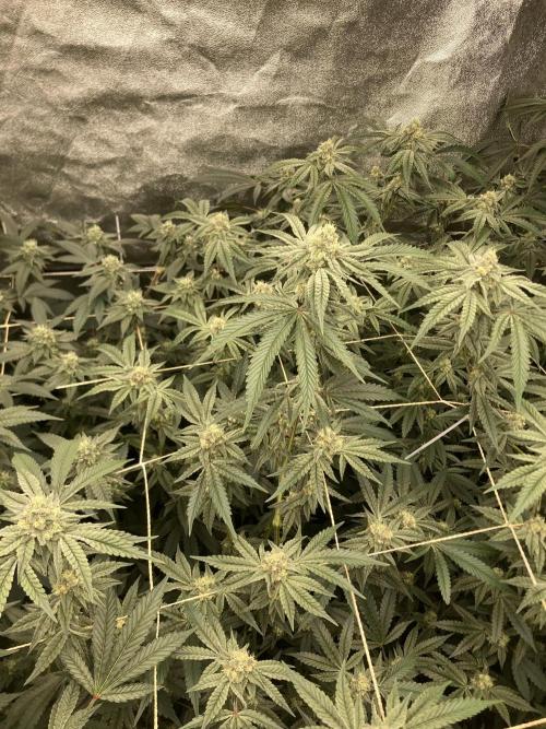 Zoy Sauce Clones (my Cut). Week 7