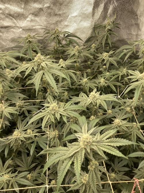 Zoy Sauce Clones (my Cut). Week 7
