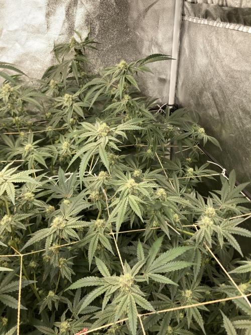 Zoy Sauce Clones (my Cut). Week 7