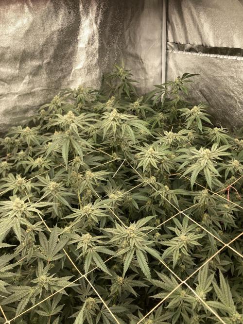 Zoy Sauce Clones (my Cut). Week 7