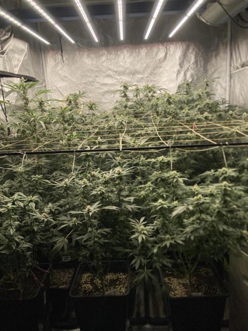 Zoy Sauce Clones (my Cut). Week 7