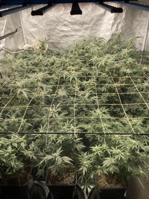 Zoy Sauce Clones (my Cut). Week 7