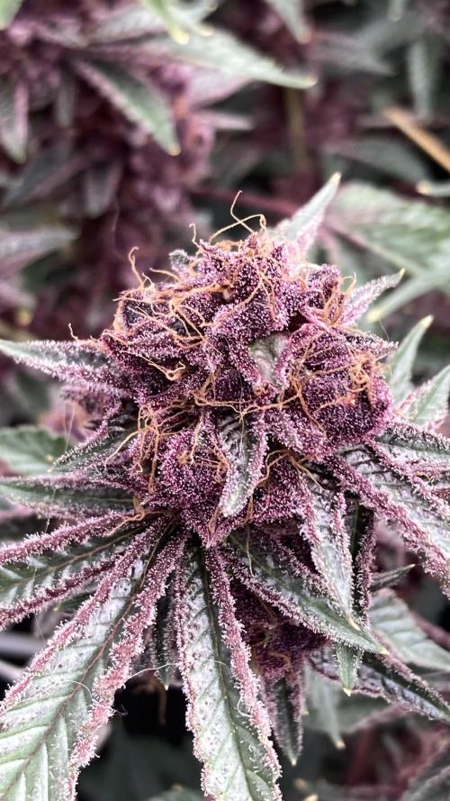CN#6 Pora’s Purple Clones (Relentless). Week 11