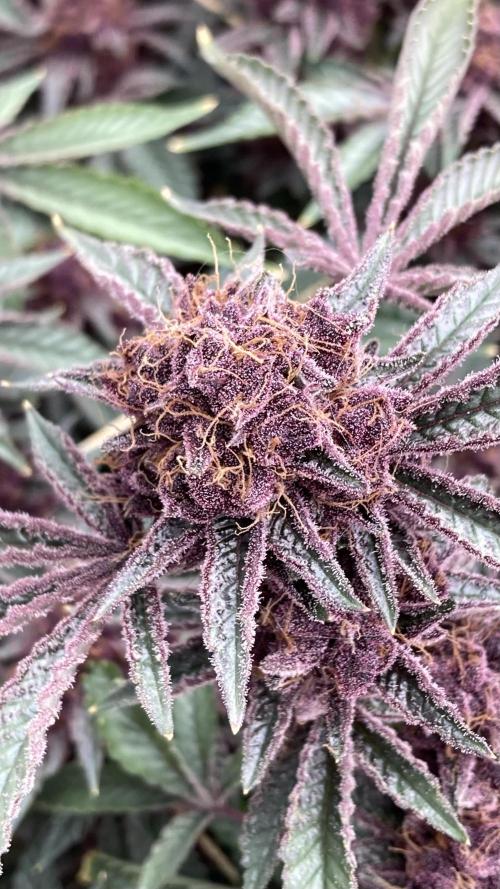 CN#6 Pora’s Purple Clones (Relentless). Week 11