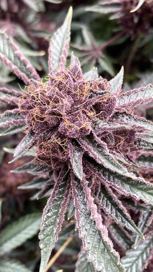 CN#6 Pora’s Purple Clones (Relentless). Week 11