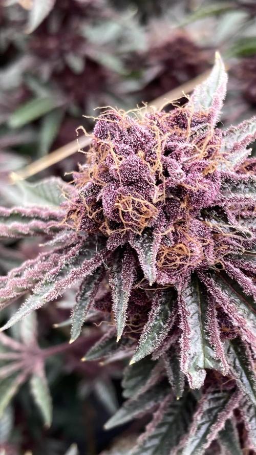 CN#6 Pora’s Purple Clones (Relentless). Week 11