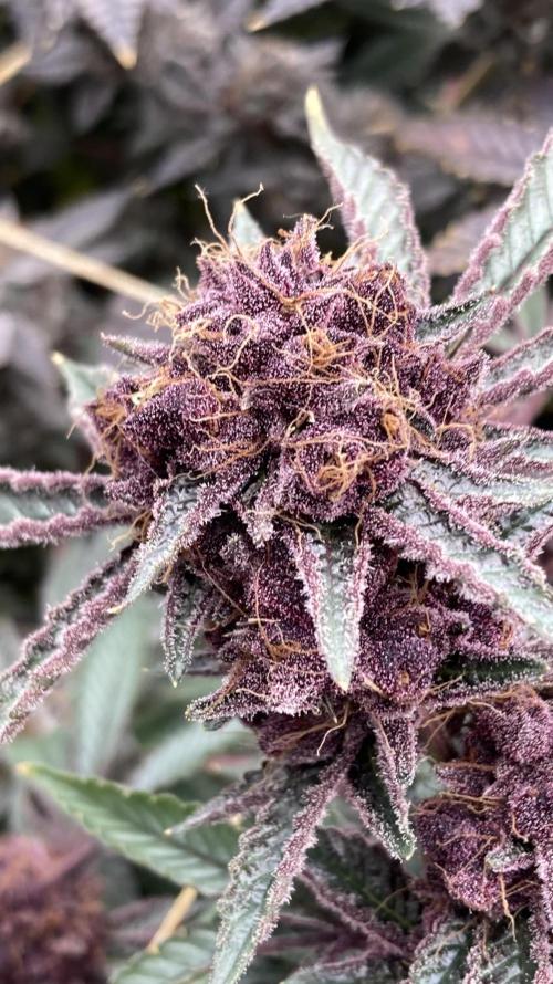 CN#6 Pora’s Purple Clones (Relentless). Week 11
