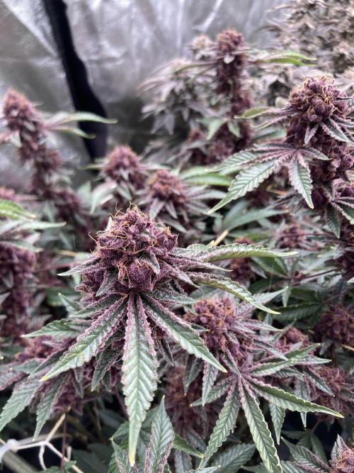 CN#6 Pora’s Purple Clones (Relentless). Week 11