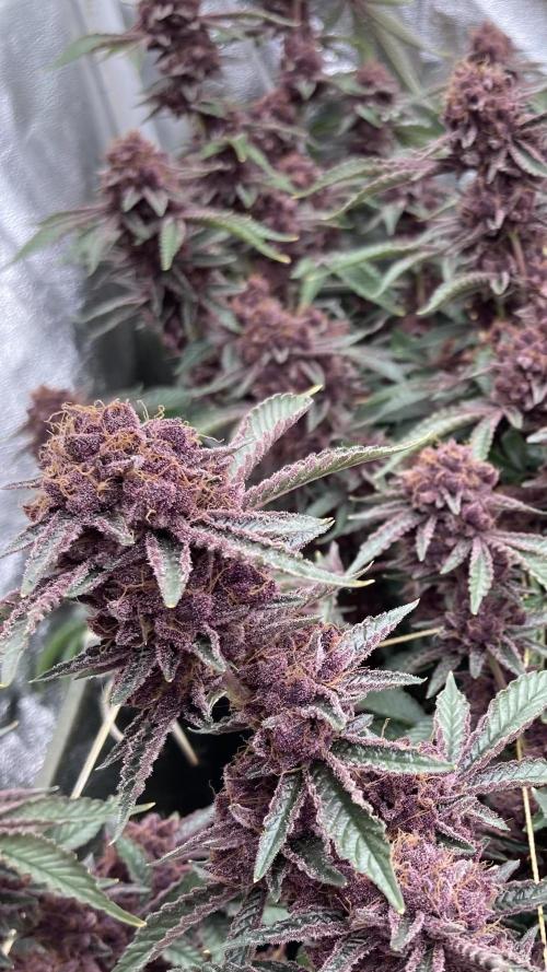 CN#6 Pora’s Purple Clones (Relentless). Week 11